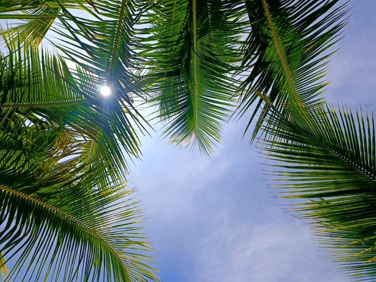 Tortuga Bay Eco Hotel El Valle  エクステリア 写真