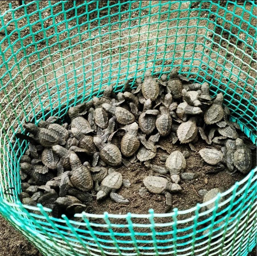 Tortuga Bay Eco Hotel El Valle  エクステリア 写真