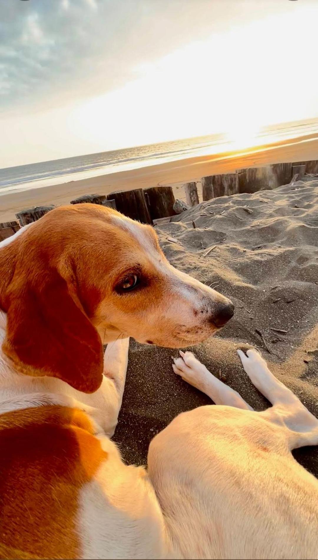 Tortuga Bay Eco Hotel El Valle  エクステリア 写真