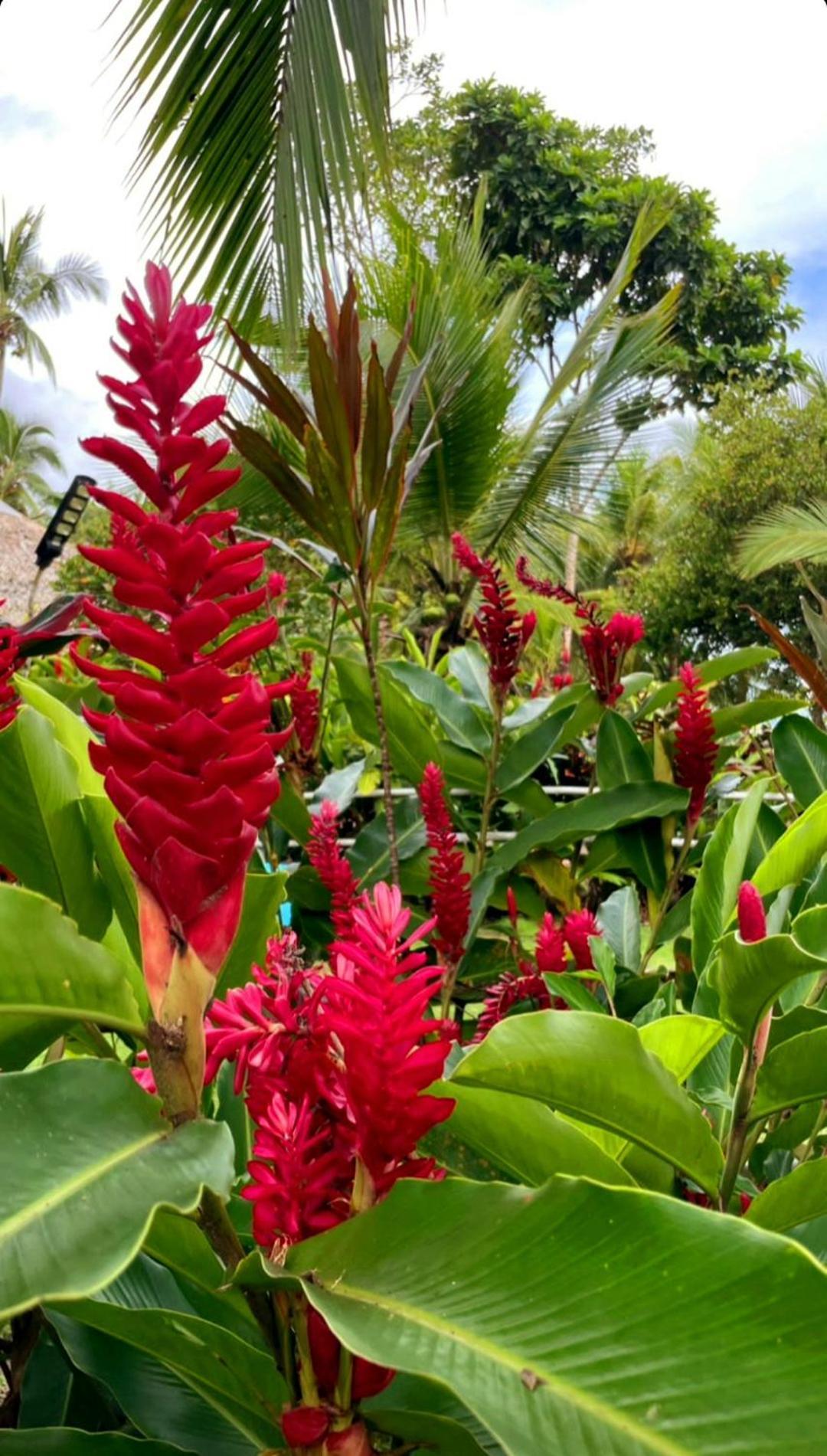 Tortuga Bay Eco Hotel El Valle  エクステリア 写真